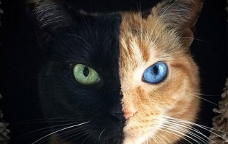 austeridad gato
