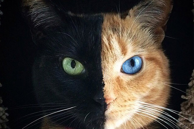 austeridad gato